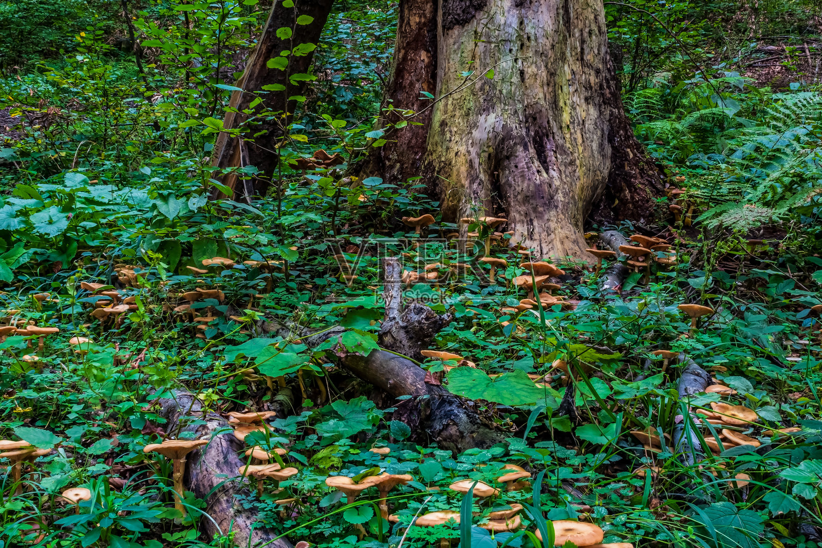 宏观 - 森林 - 欧洲，罗马尼亚，苏恰瓦地区照片摄影图片