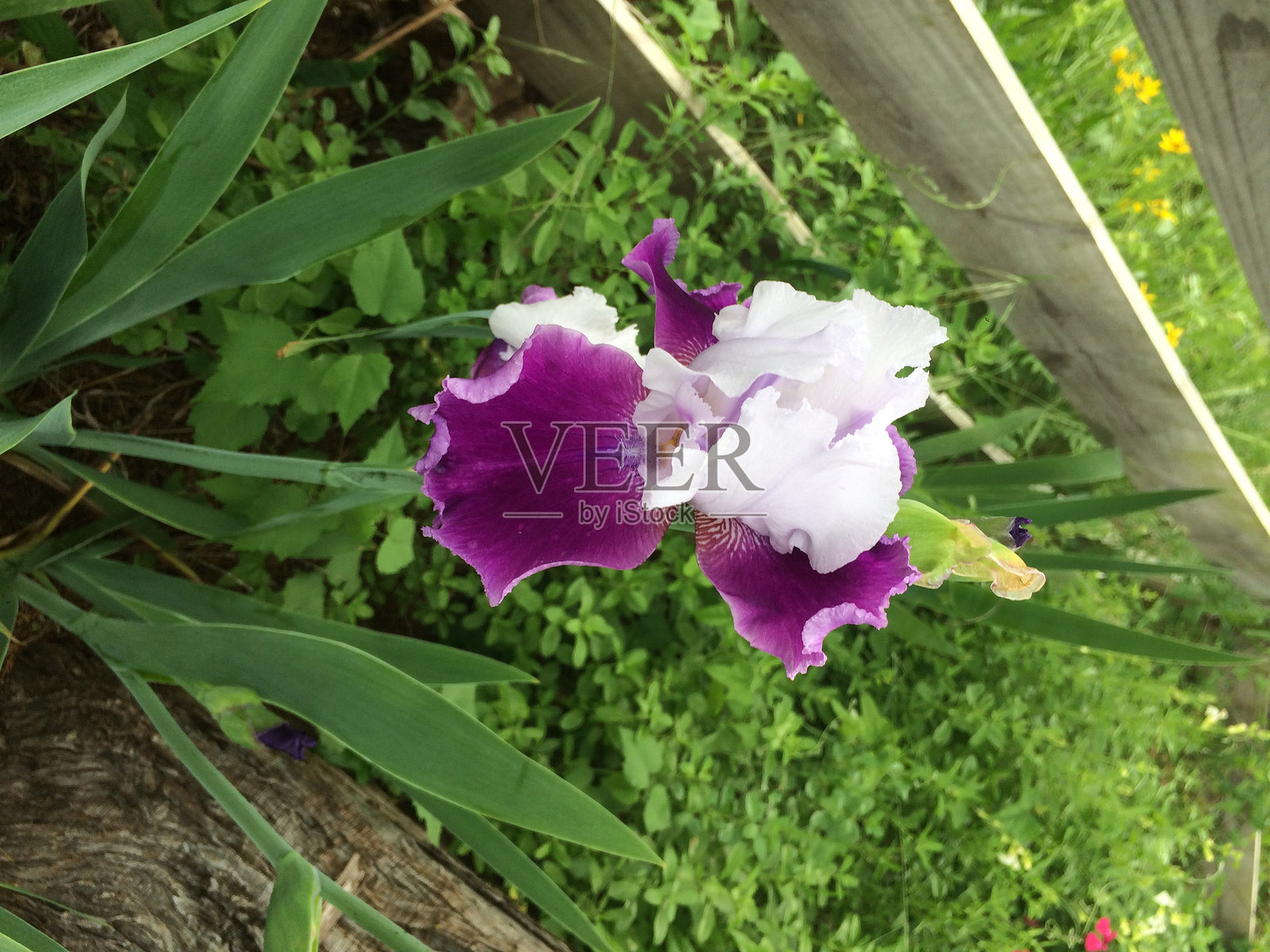鸢尾花照片摄影图片