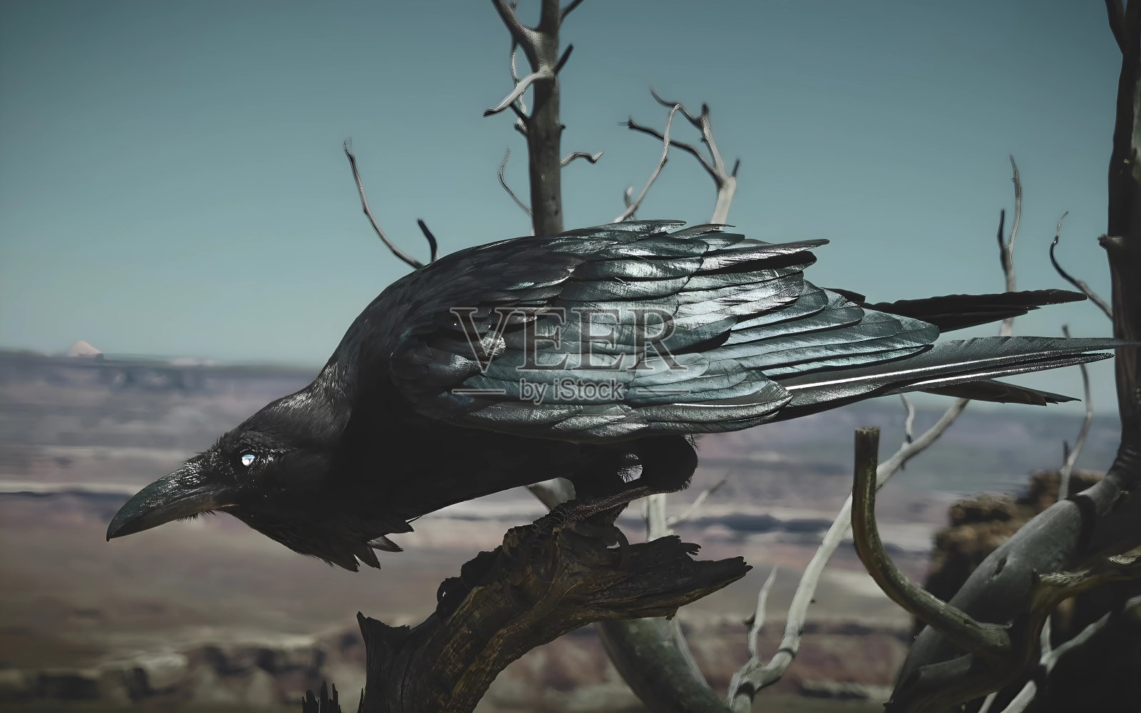 雄伟的乌鸦栖息在树枝上，背景是壮丽的风景照片摄影图片