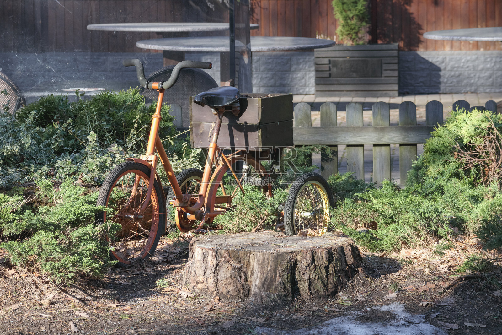 一辆橙色三轮车停在一个长满杂草的花园里的树桩上。照片摄影图片