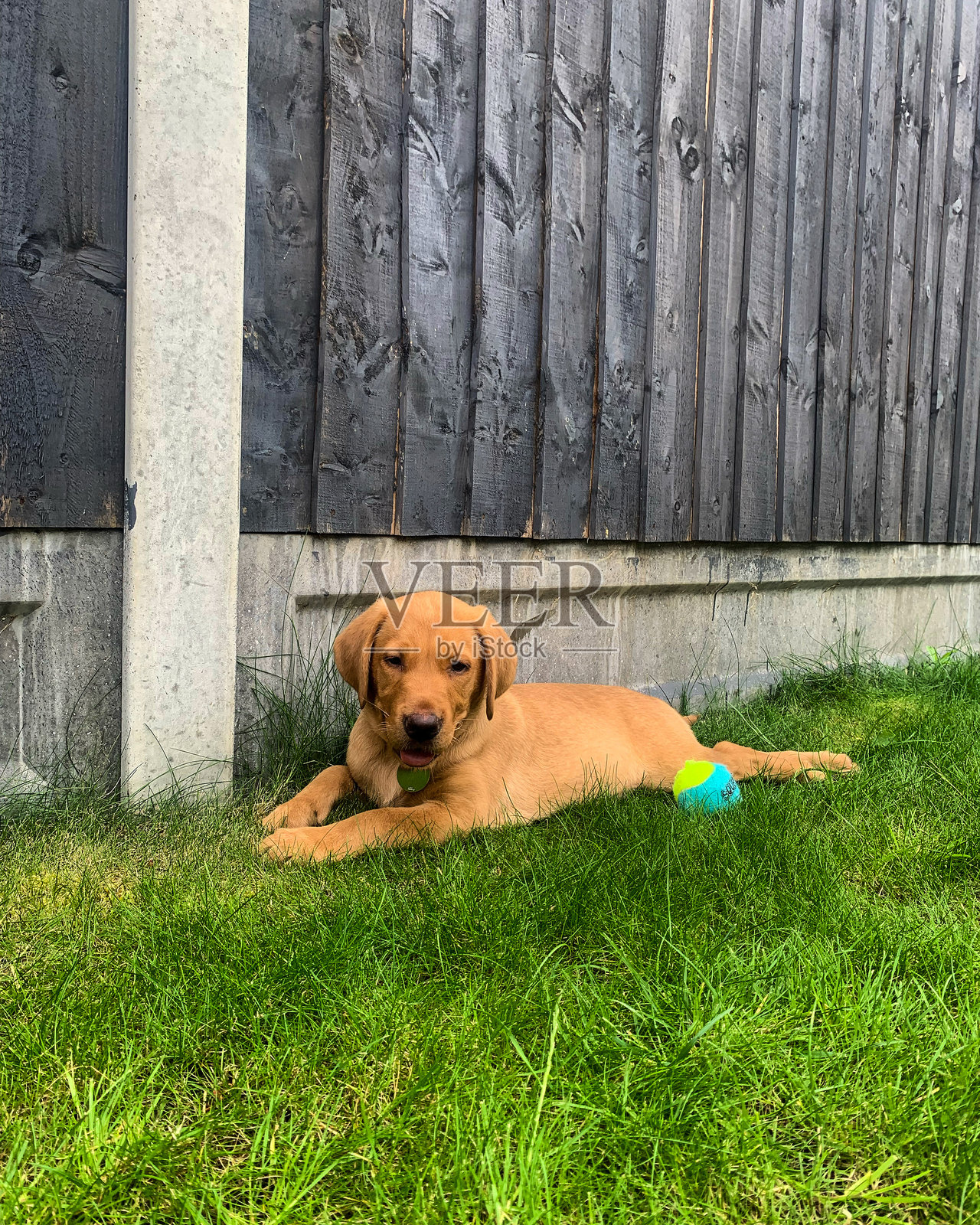 拉布拉多小狗在绿色草地上懒洋洋地躺着，旁边有一根木栅栏和一个五彩斑斓的球，背景是美丽的户外环境。照片摄影图片