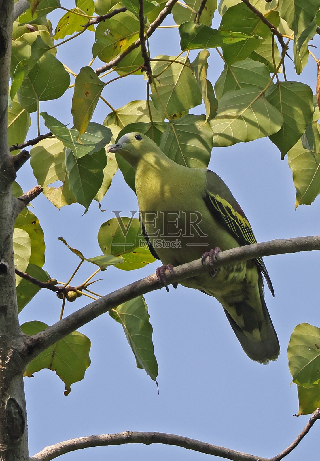 安达曼绿鸠照片摄影图片