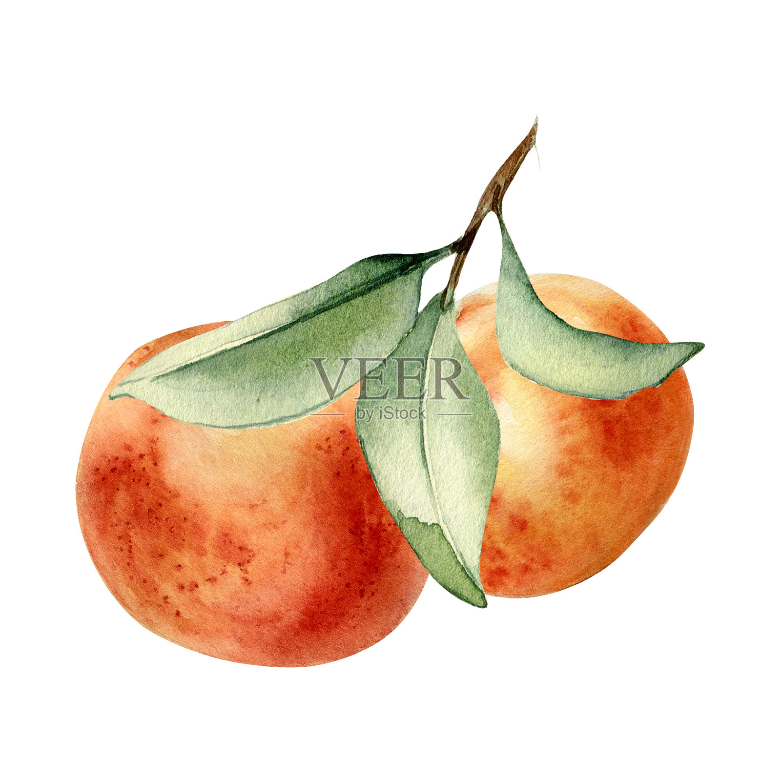 白色背景上孤立的水彩插图，描绘了柚子簇和叶子。整颗橙子和叶子手绘而成。成熟的柑橘水果以植物风格绘制，适用于设计包装、果汁标签和香精油。插画图片素材