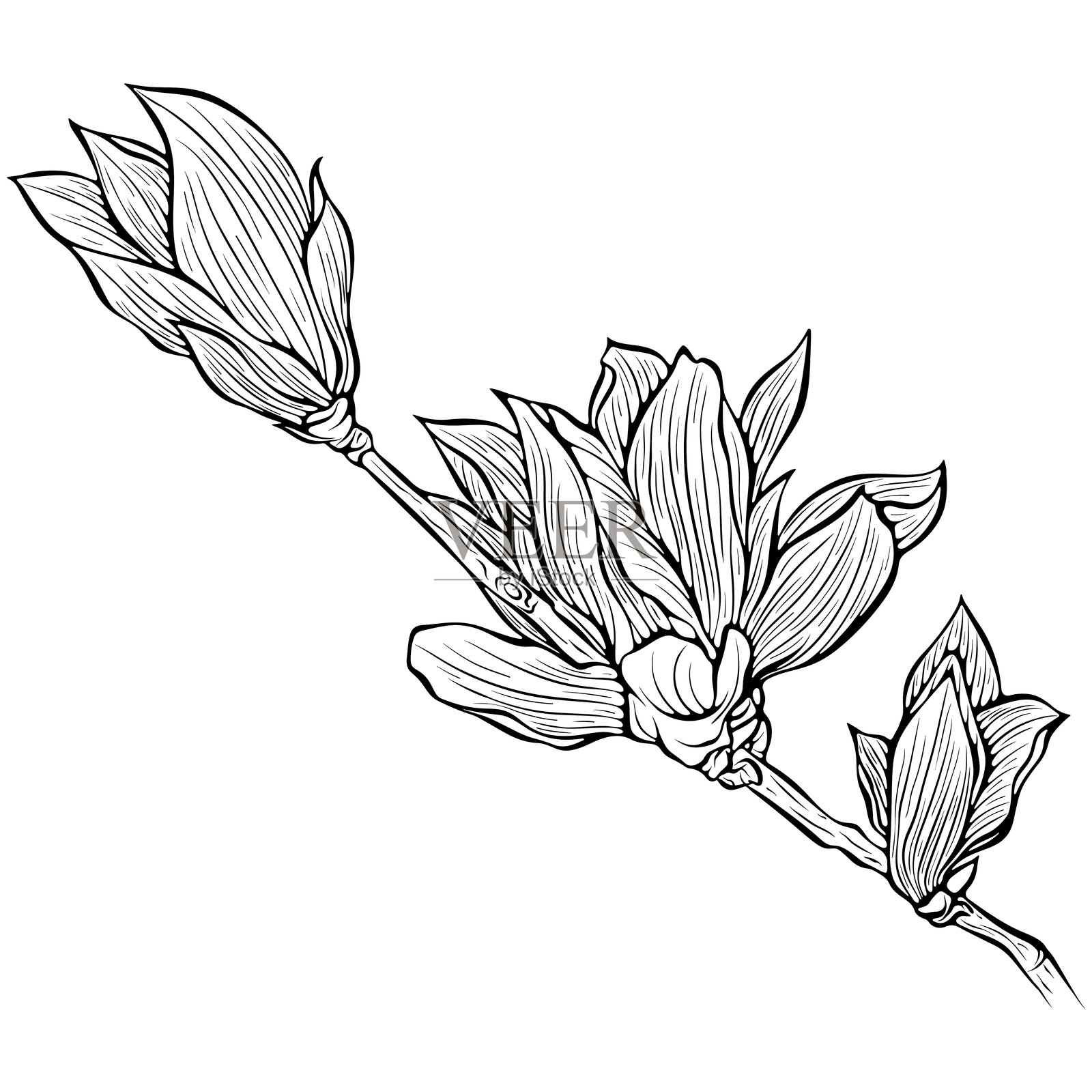 木兰花枝的线条艺术插画图片素材