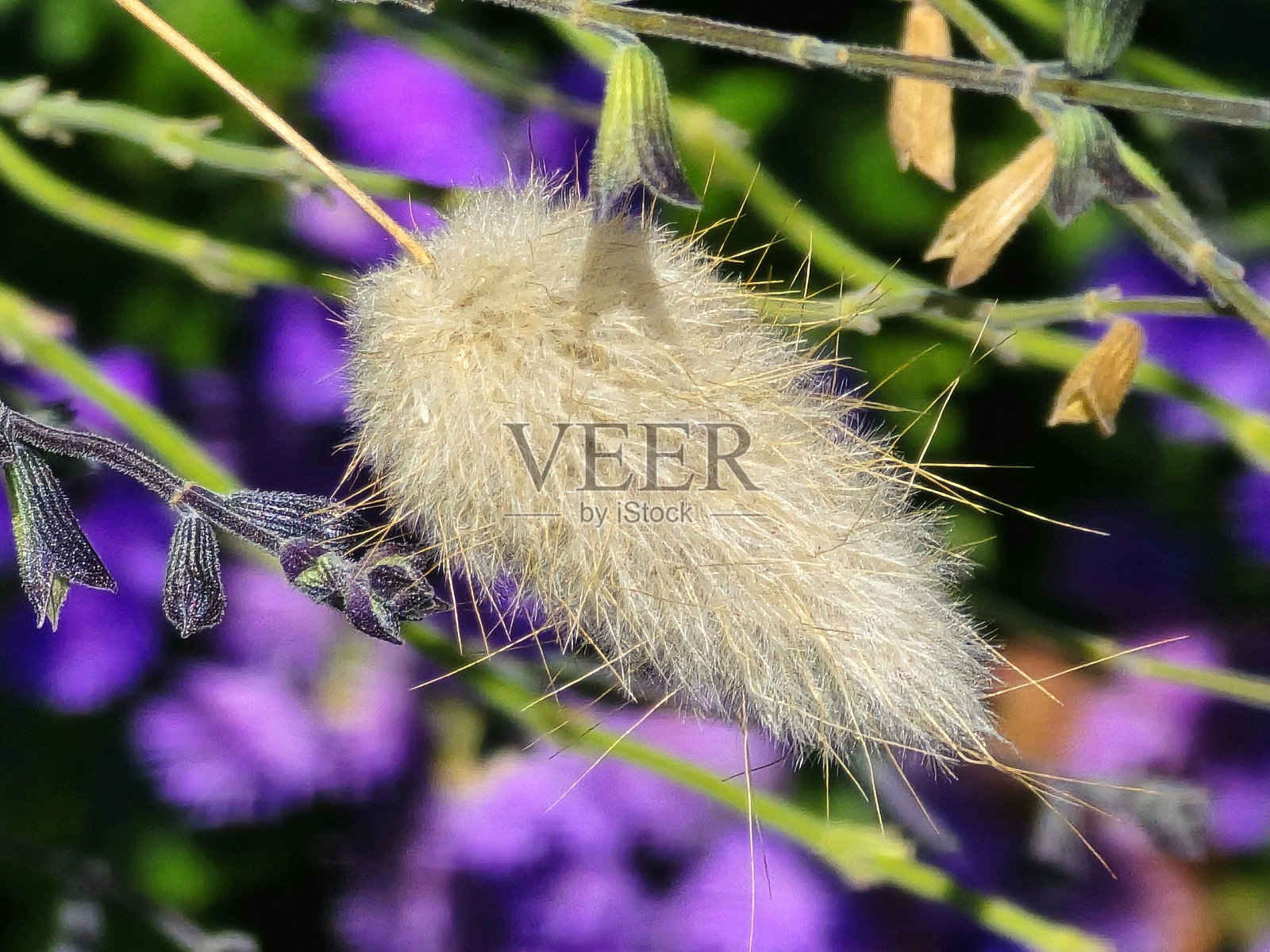 温哥华斯坦利公园海堤与西区的花卉和植物在八月照片摄影图片