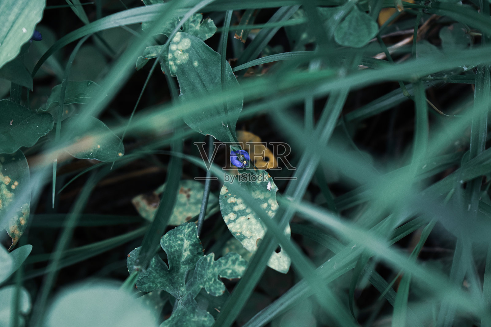 三叶鬼针草照片摄影图片