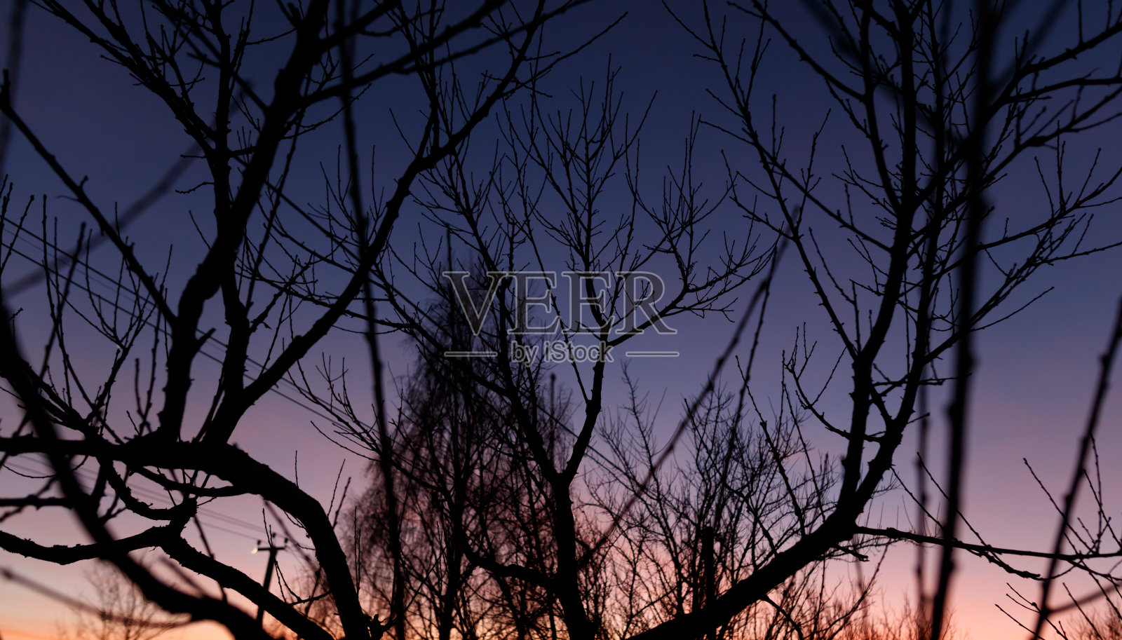 一棵树的树枝在天空中形成剪影照片摄影图片