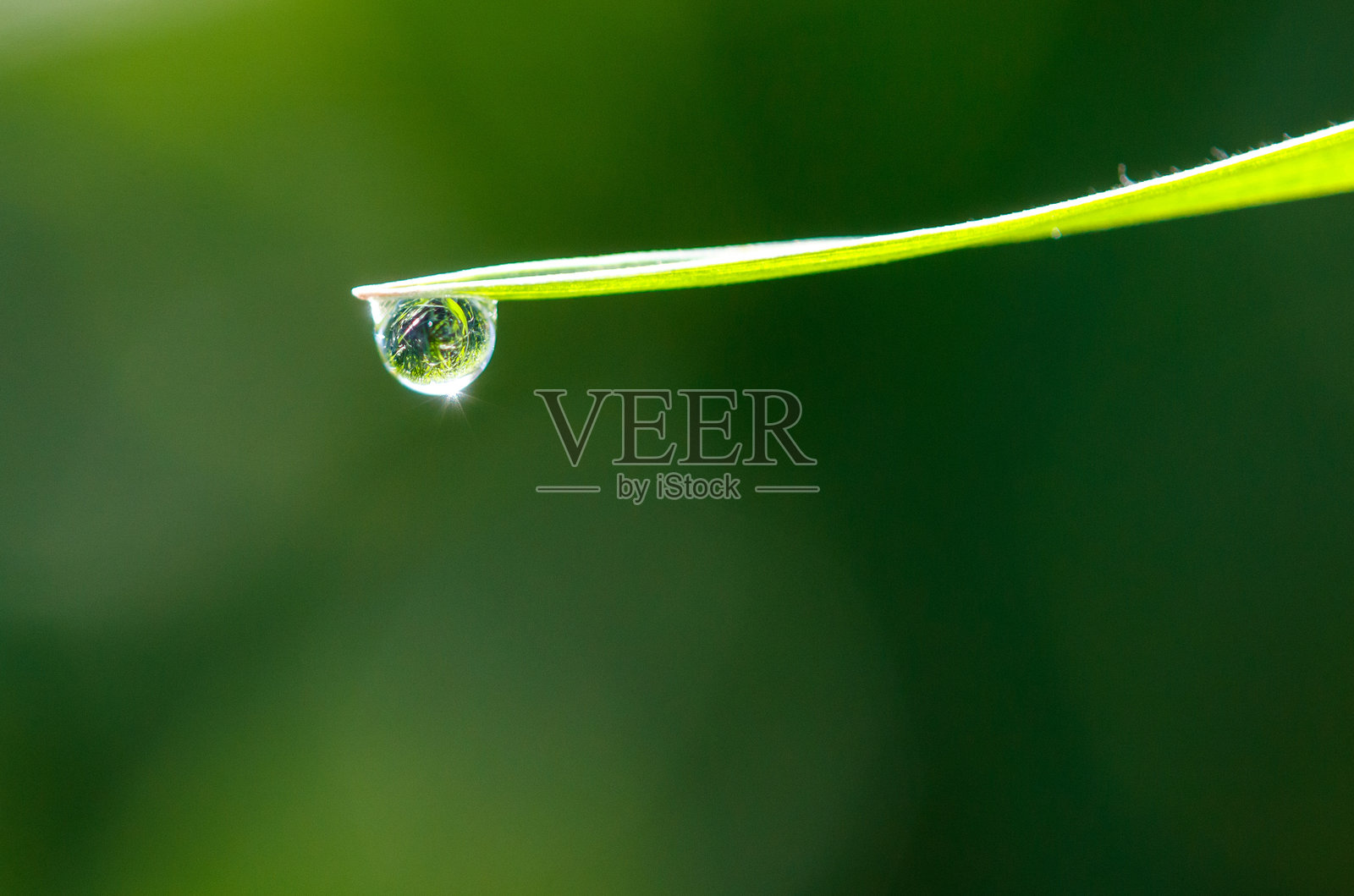 一片叶子上有一滴水照片摄影图片