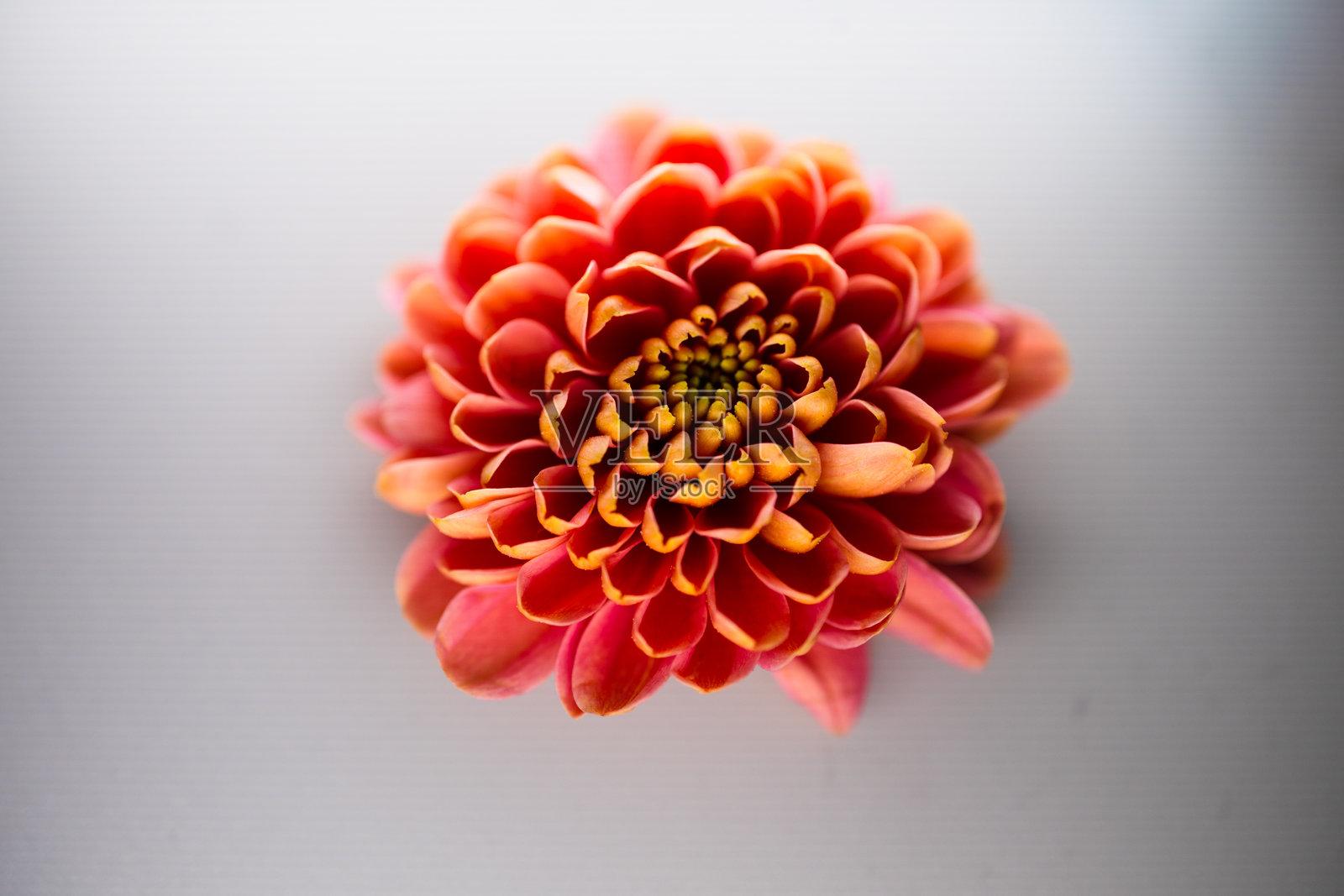 大丽花在灰色背景上。照片摄影图片