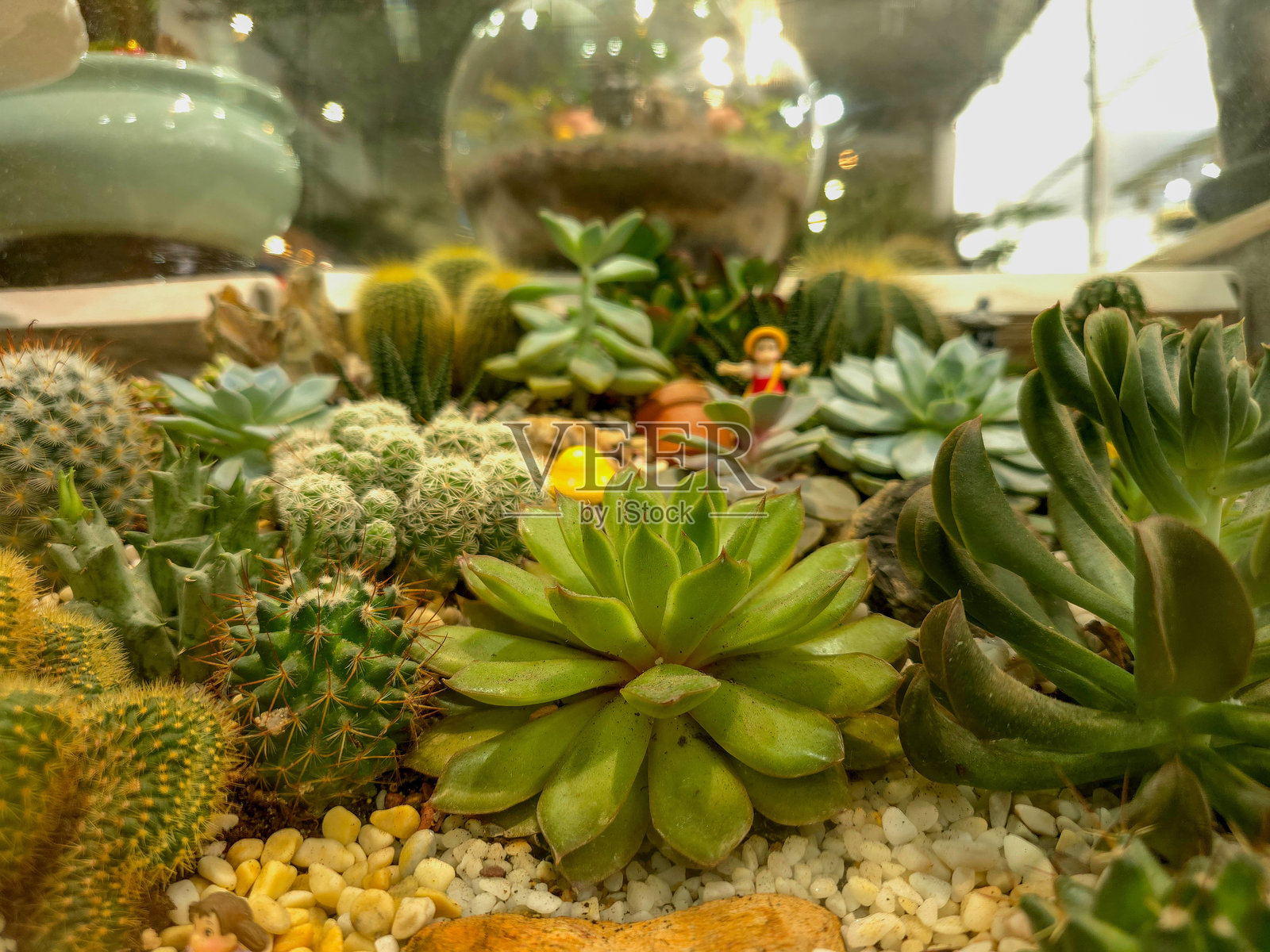 各种美丽的仙人掌在透明玻璃碗中照片摄影图片