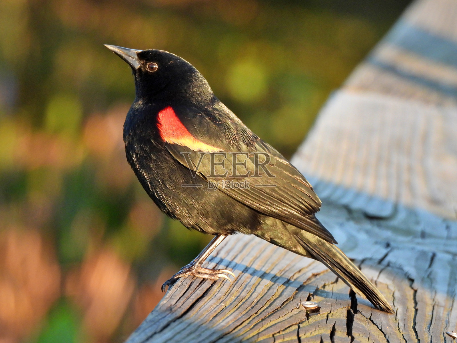 红翅黑鸟（Agelaius phoeniceus）雄性栖息在木栅栏上照片摄影图片