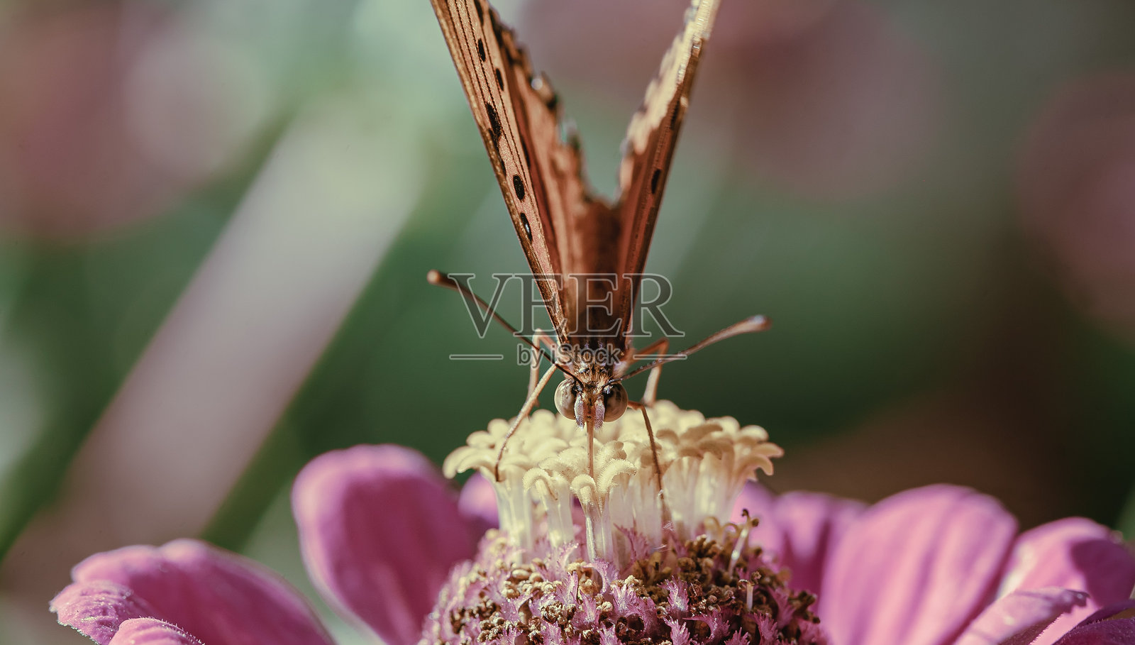 可爱的蝴蝶照片摄影图片