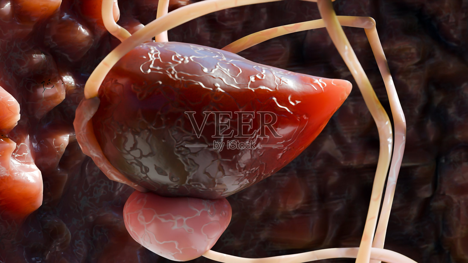 泌尿系统或排泄系统，详细的男性膀胱和前列腺解剖，泌尿医学，肾脏学，前列腺炎的横截面，尿道和精囊，3D渲染图照片摄影图片
