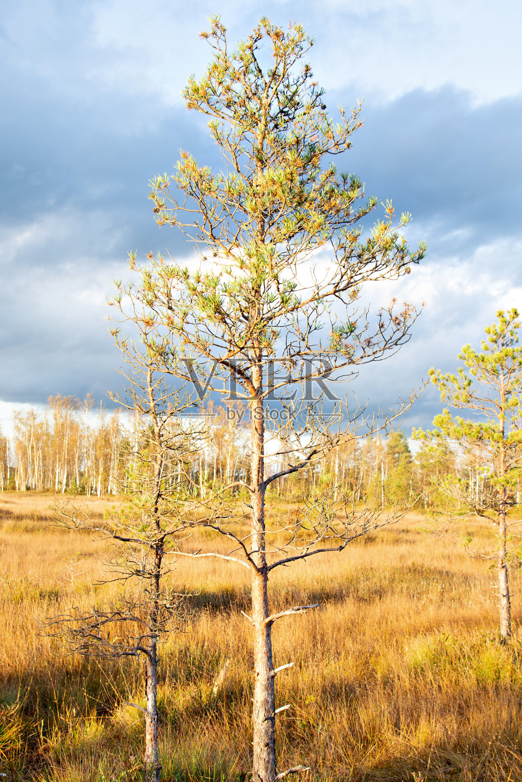 孤独的白桦树映衬着秋天枯萎的草地照片摄影图片