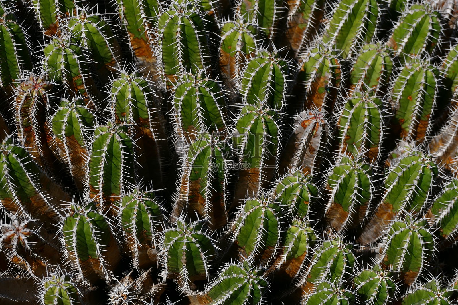 加那利群岛兰萨罗特的仙人掌照片摄影图片