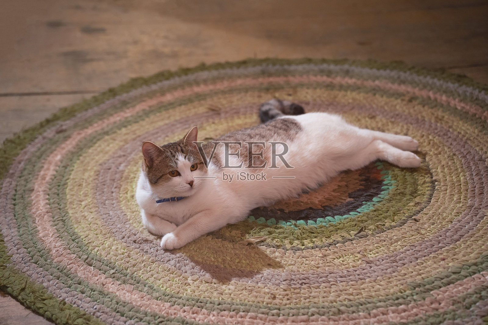 一只宠物猫躺在木地板上的圆形编织地毯上照片摄影图片
