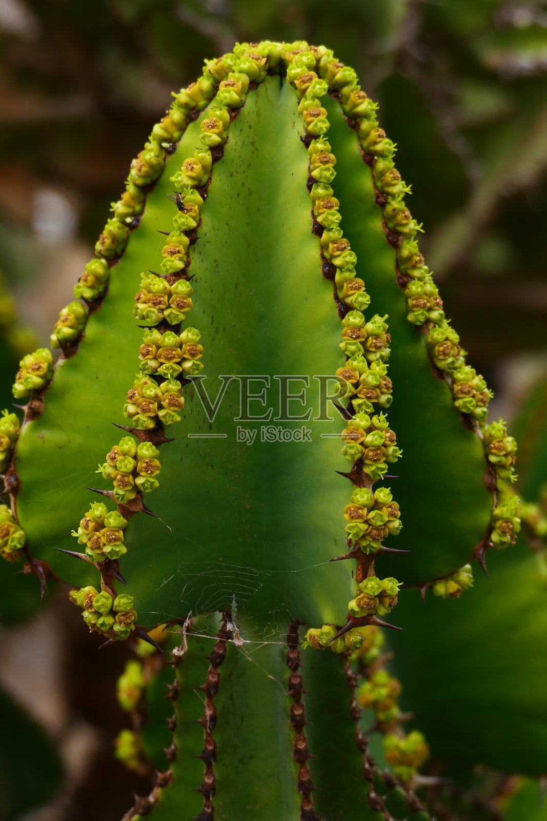 库珀大戟：富埃特文图拉岛，加那利群岛照片摄影图片