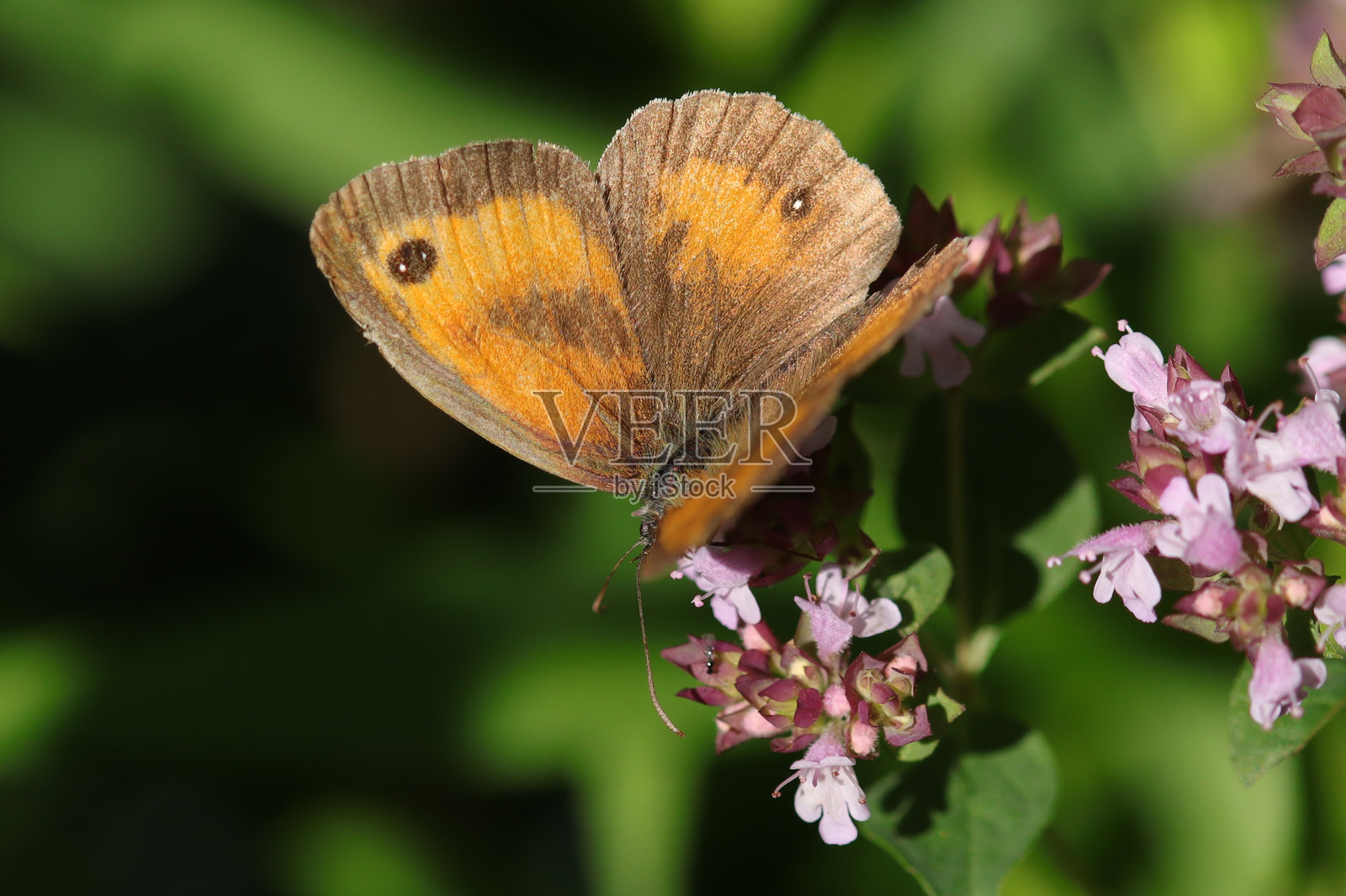阿玛丽莉斯（Pyronia tithonus）照片摄影图片