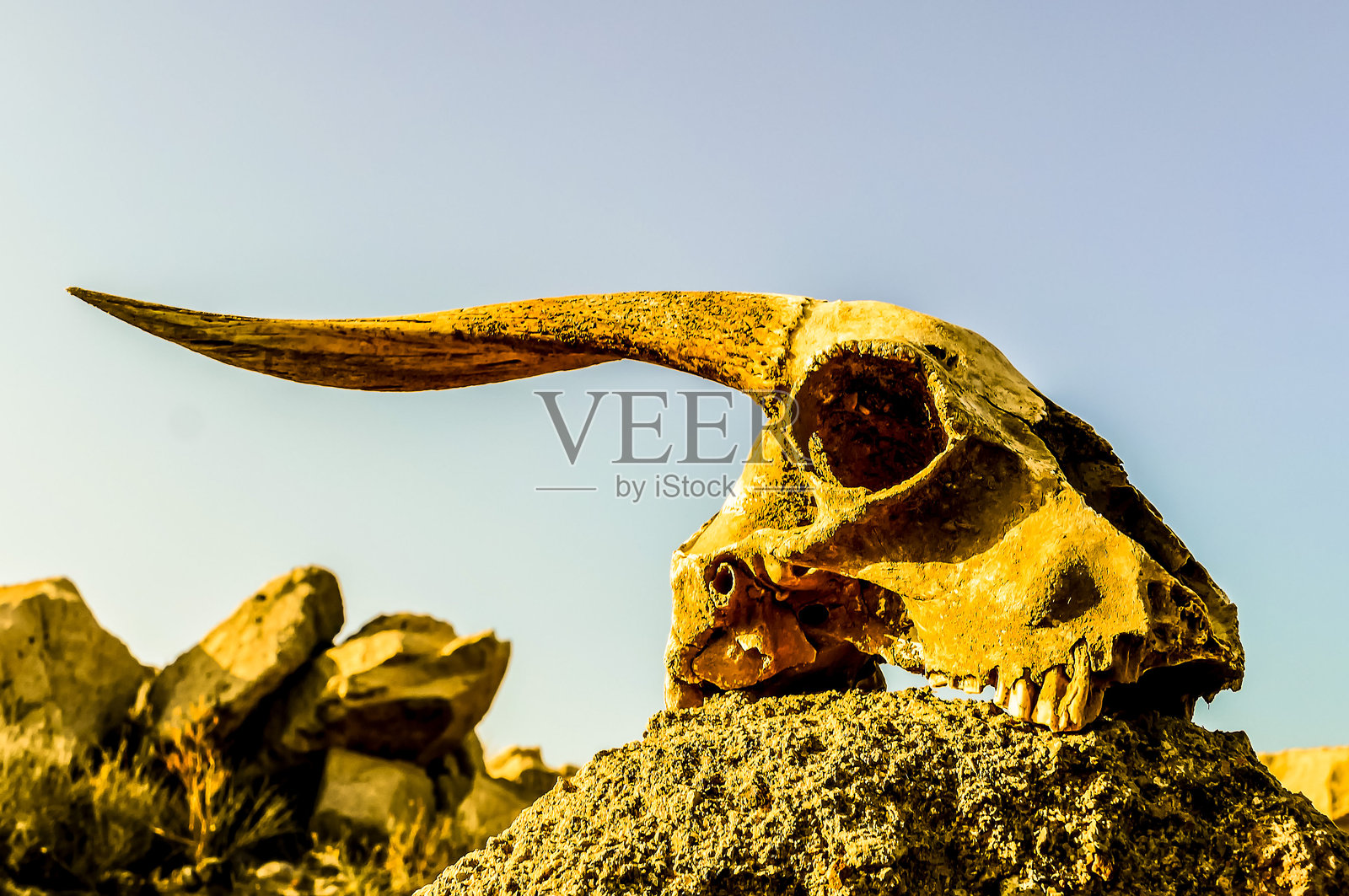 一具骷髅放在岩石上，天空是蓝色的。照片摄影图片