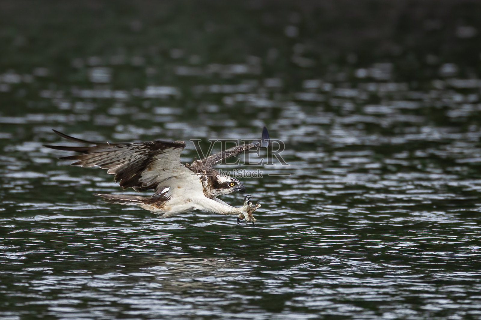 泰国鱼鹰和白腹海鹰的美丽飞行特征。照片摄影图片