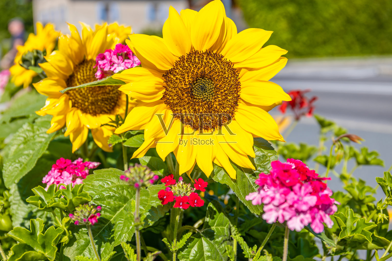 阿尔卑斯山高处的山野和田野中盛开的五彩缤纷的花朵照片摄影图片