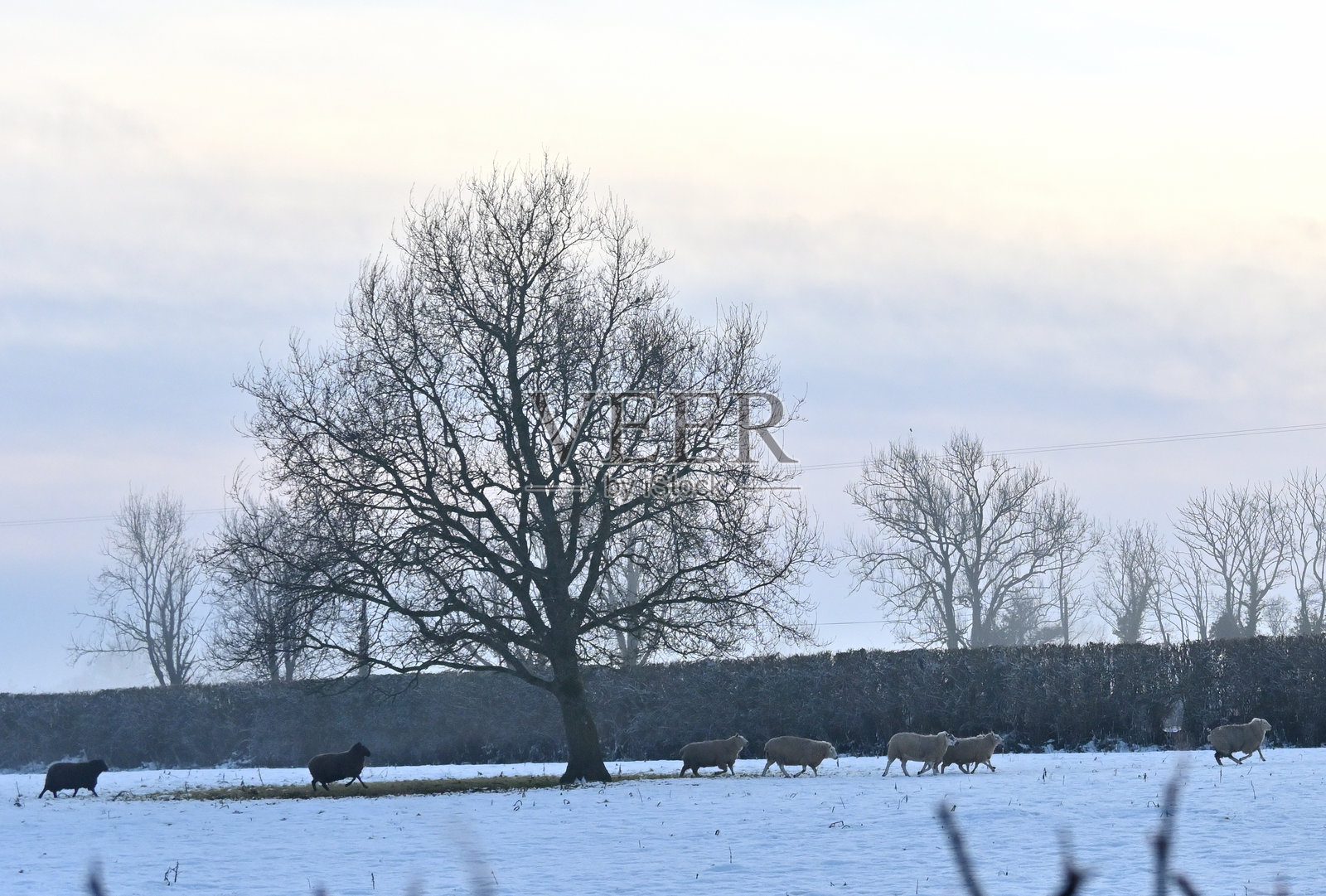 母羊们正前往早餐的路上。照片摄影图片