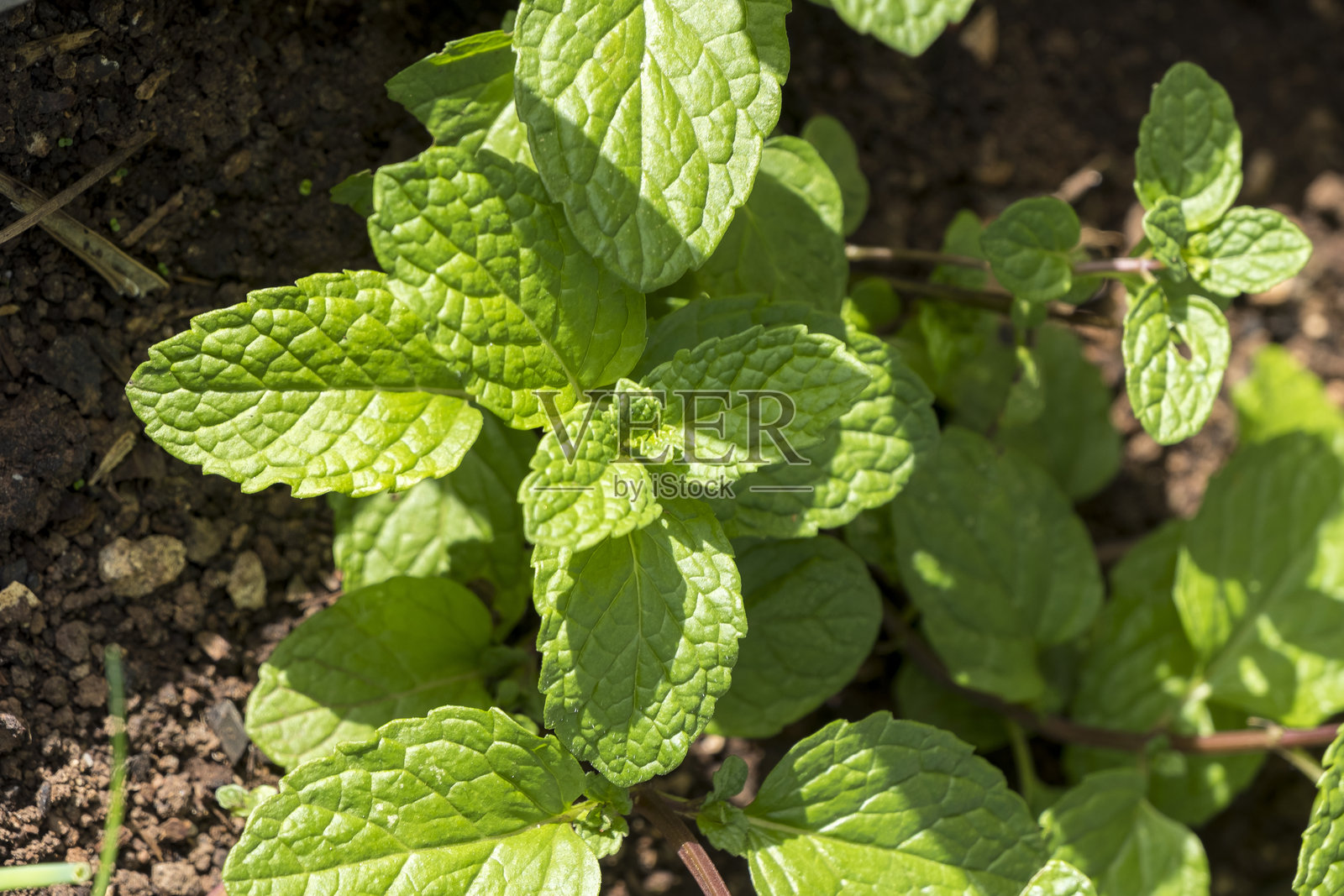 花园中的薄荷植物照片摄影图片