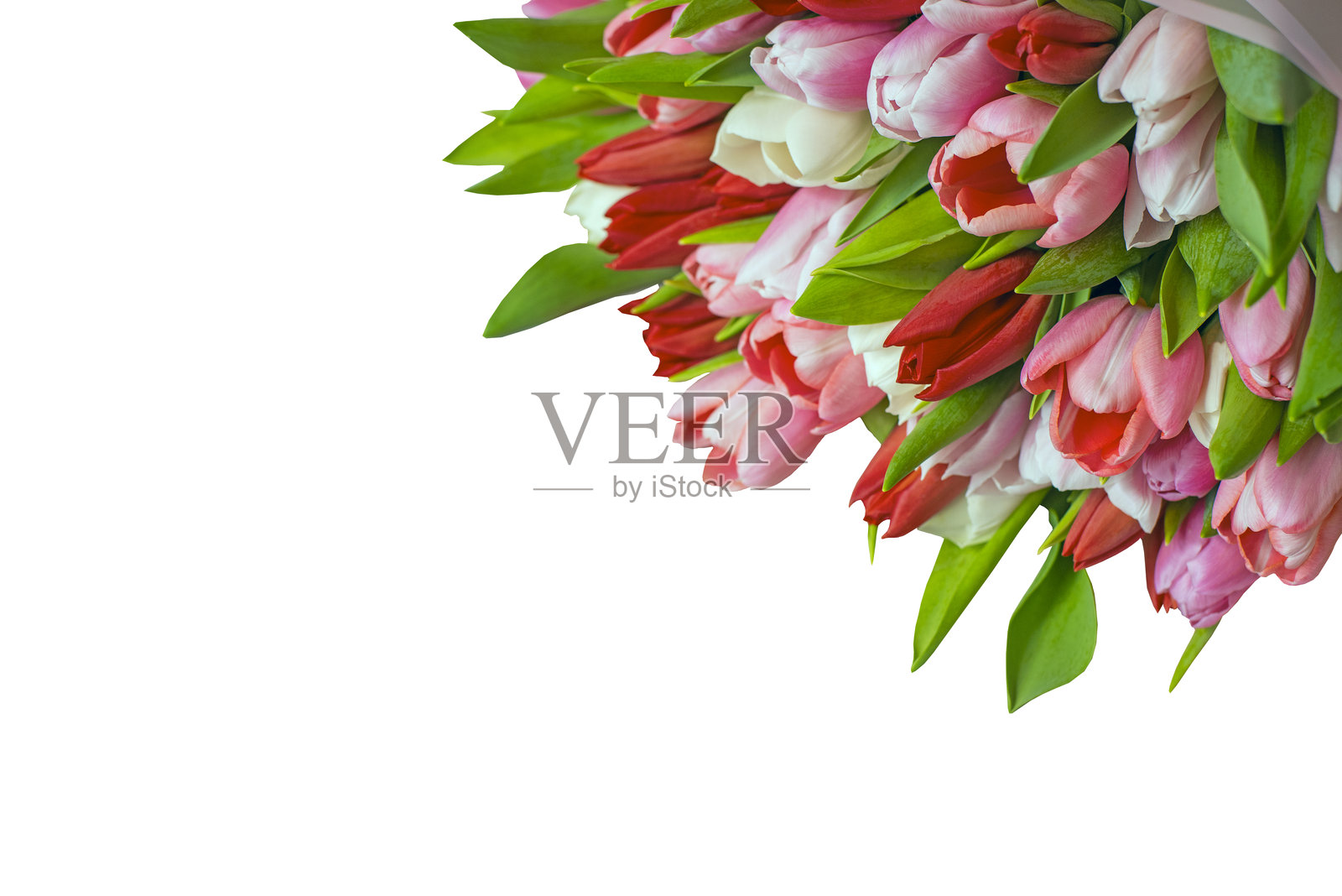 多色春季郁金香花束隔离图照片摄影图片