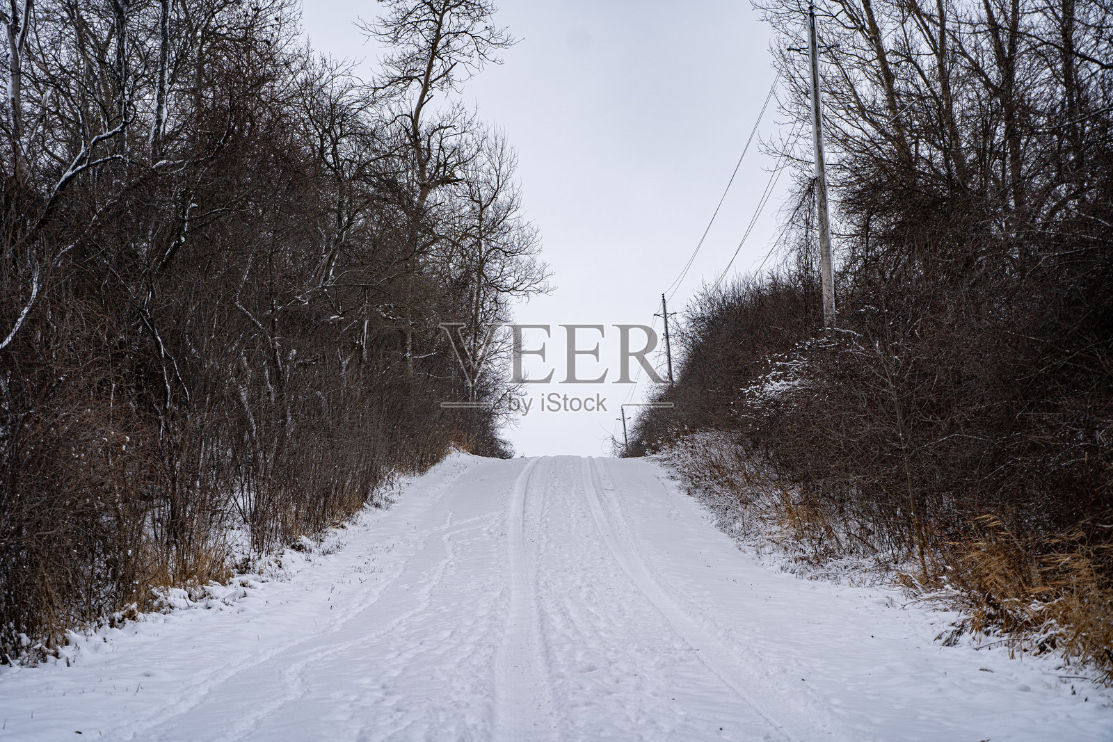 冬季的棉尾兔小径景观。照片摄影图片