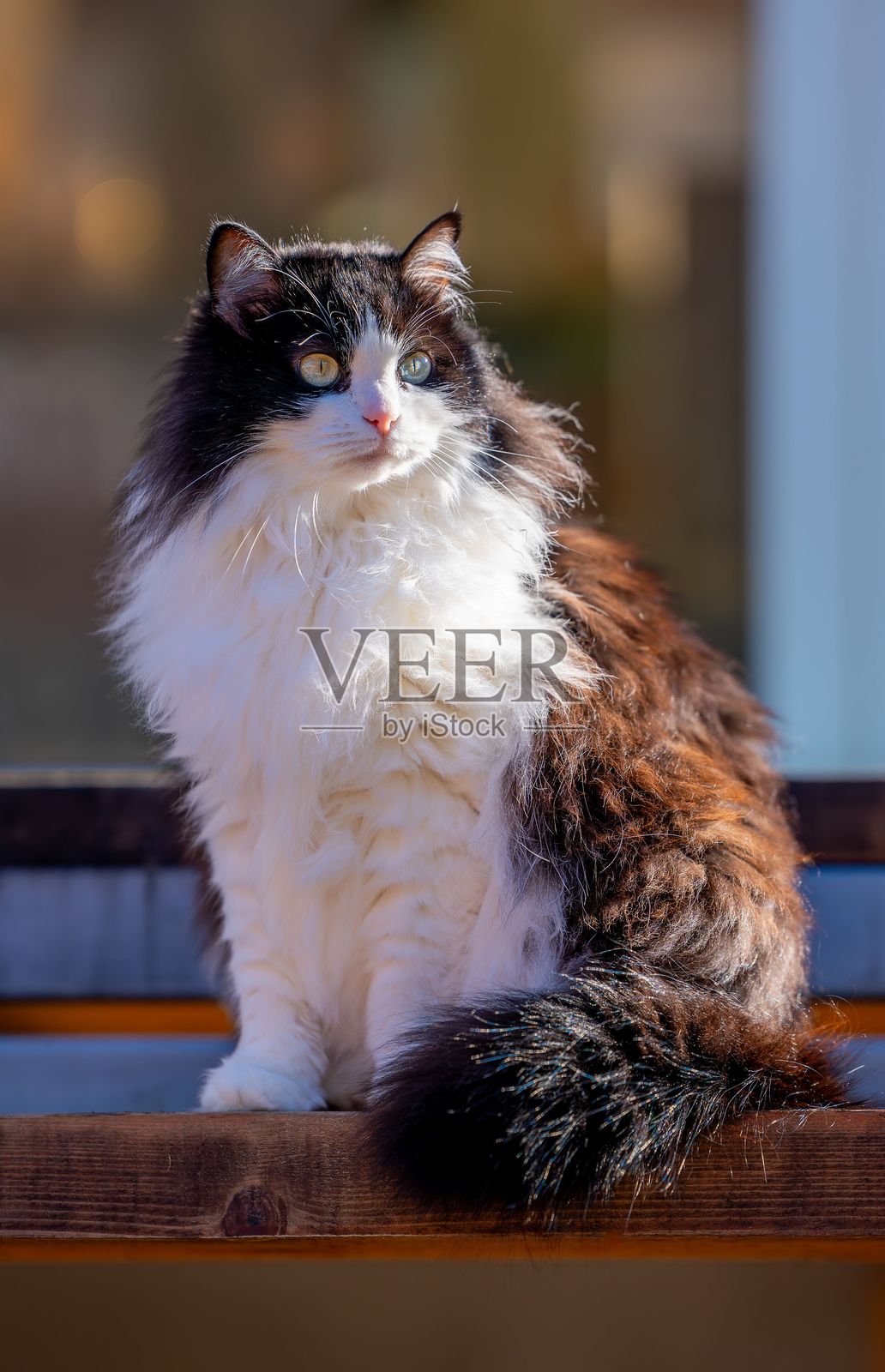 毛茸茸的黑白长毛猫坐在户外阳光下的木凳上。照片摄影图片