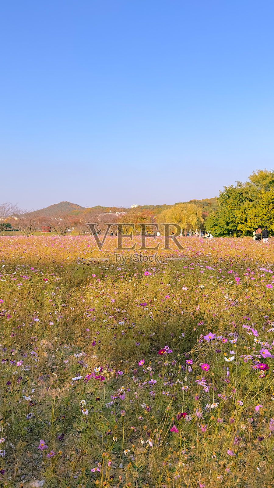 宇宙田野照片摄影图片