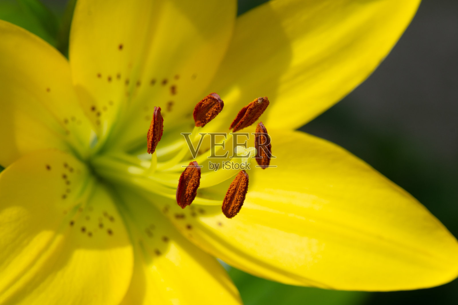 黄花百合（Lilium tigrinum），微距照片。花的花药和雄蕊特写。花园花卉。照片摄影图片
