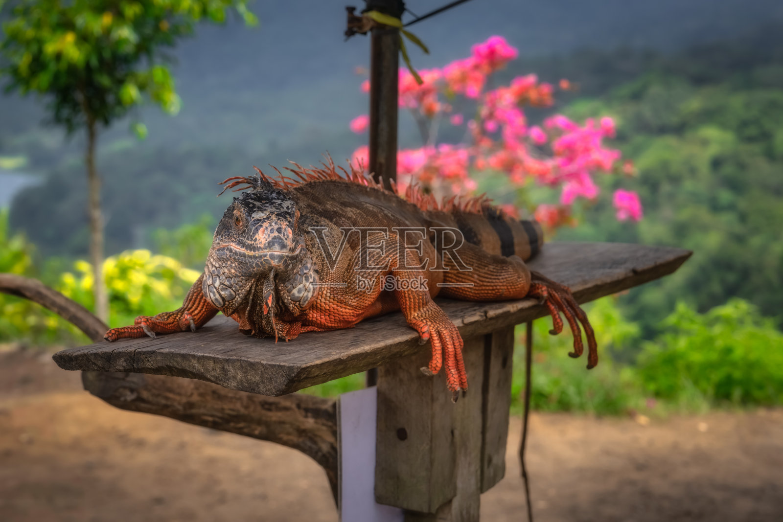 一只令人惊叹的鬣蜥在木平台上放松，周围环绕着生机勃勃的自然，展现了野生动物的真正奇迹。照片摄影图片