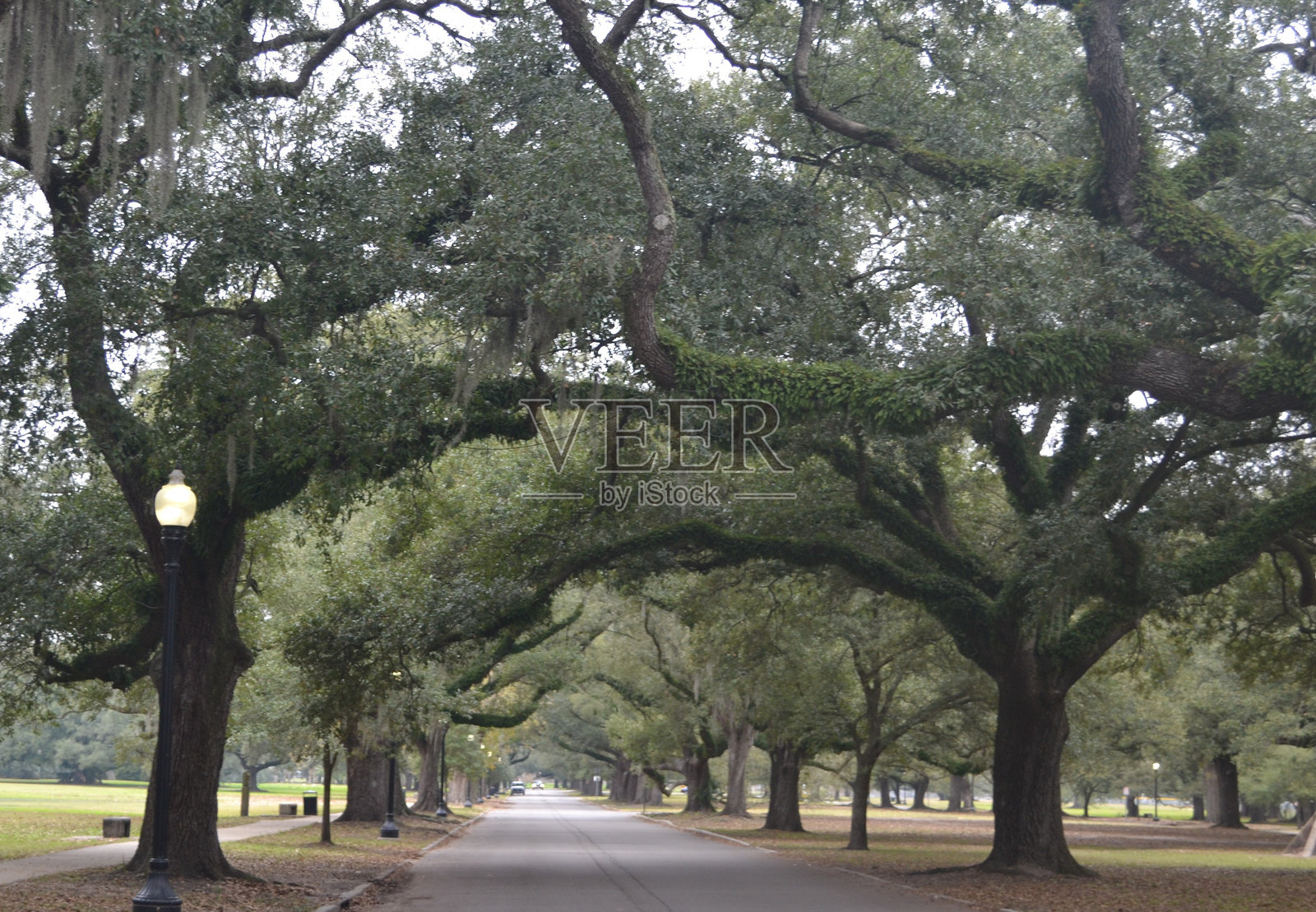 新奥尔良的街灯，城市公园照片摄影图片