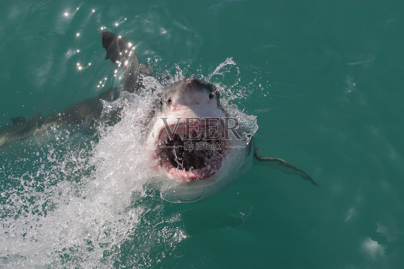 大白鲨，学名Carcharodon carcharias，南非，甘斯拜。照片摄影图片