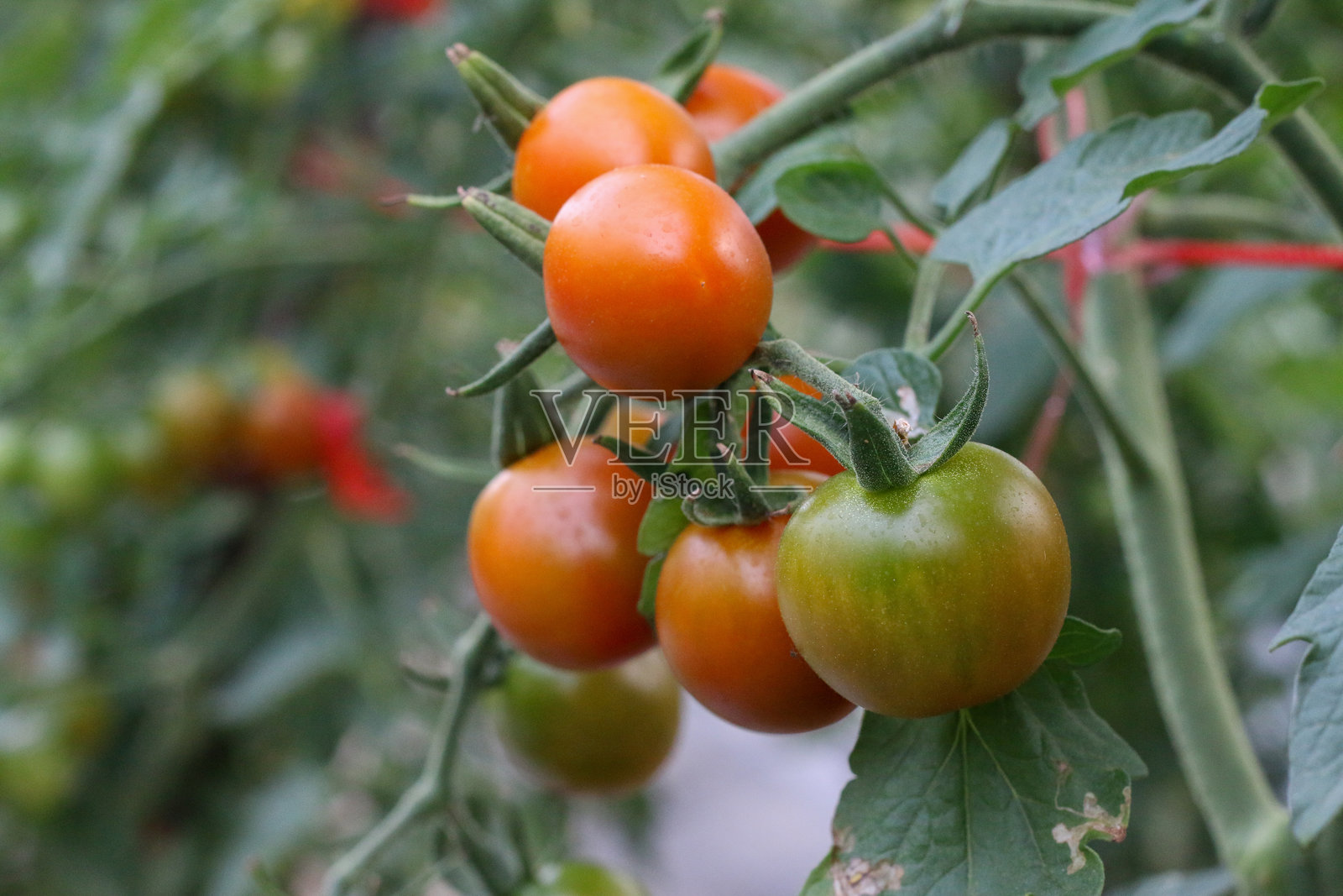 绿色和红色的色调主导着一个繁茂的番茄园。照片摄影图片