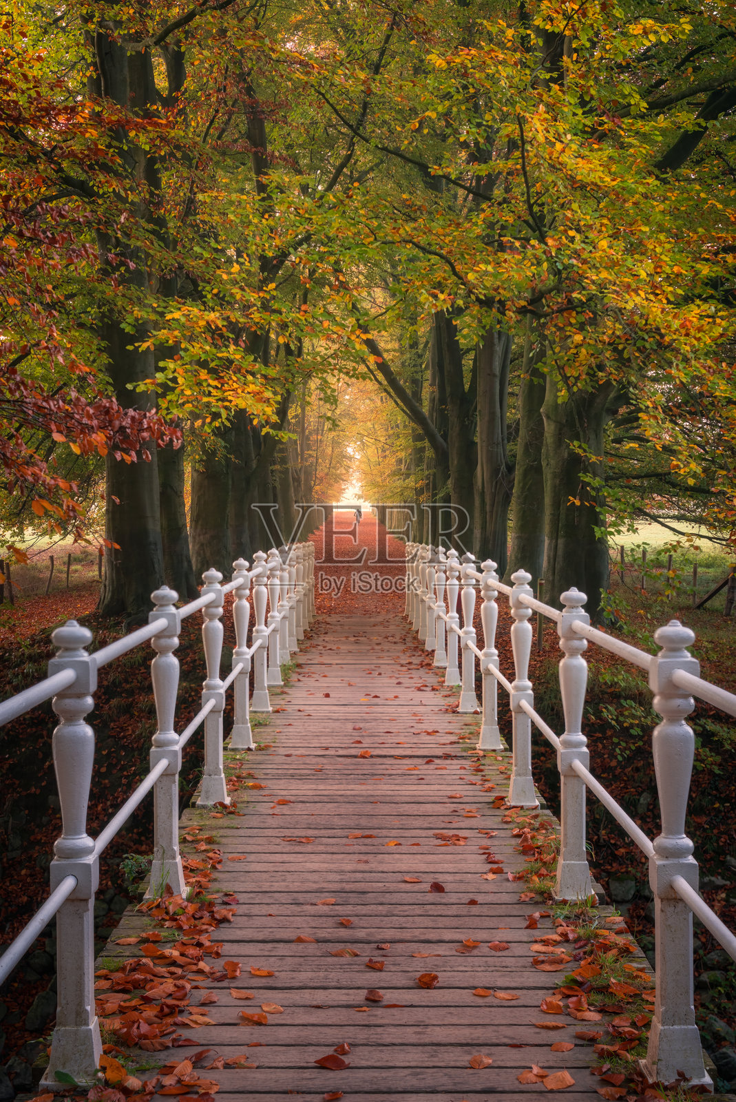 迷人的秋季桥梁小径，位于荷兰南林堡照片摄影图片