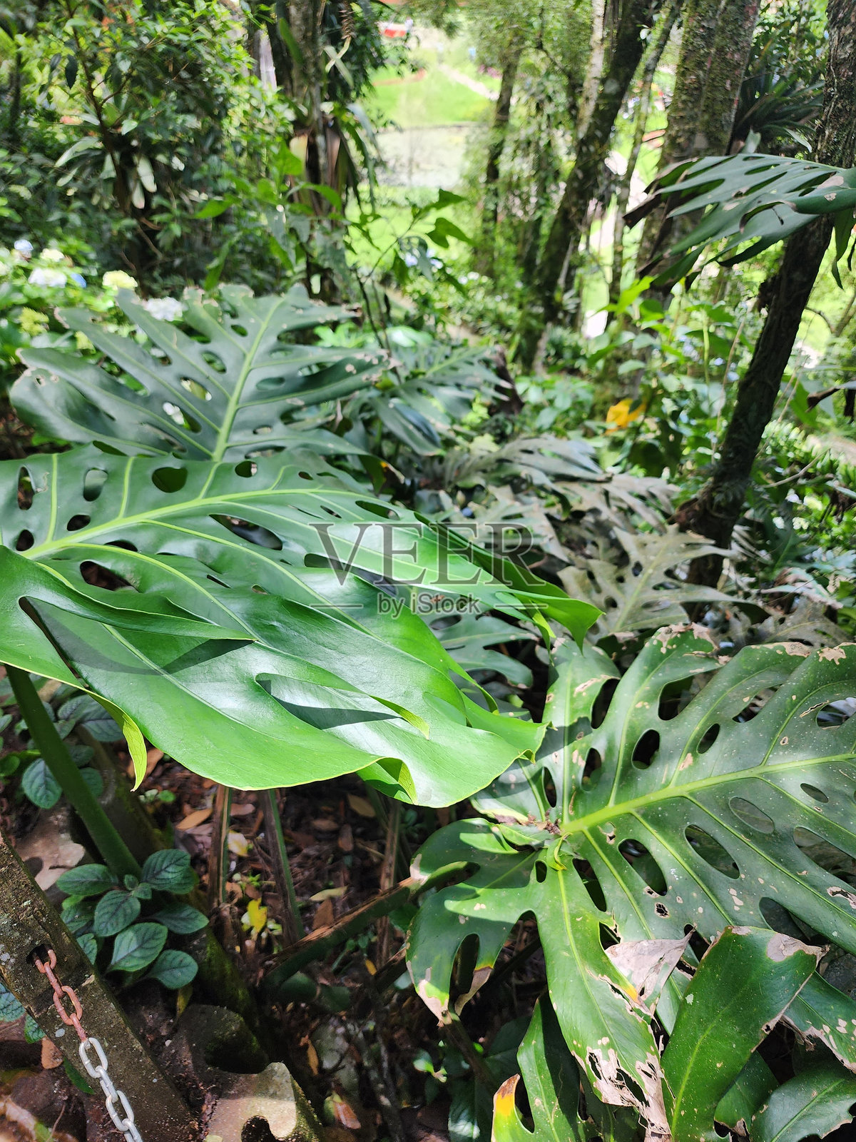 “亚当的肋骨”（瑞士奶酪植物）的叶子照片摄影图片