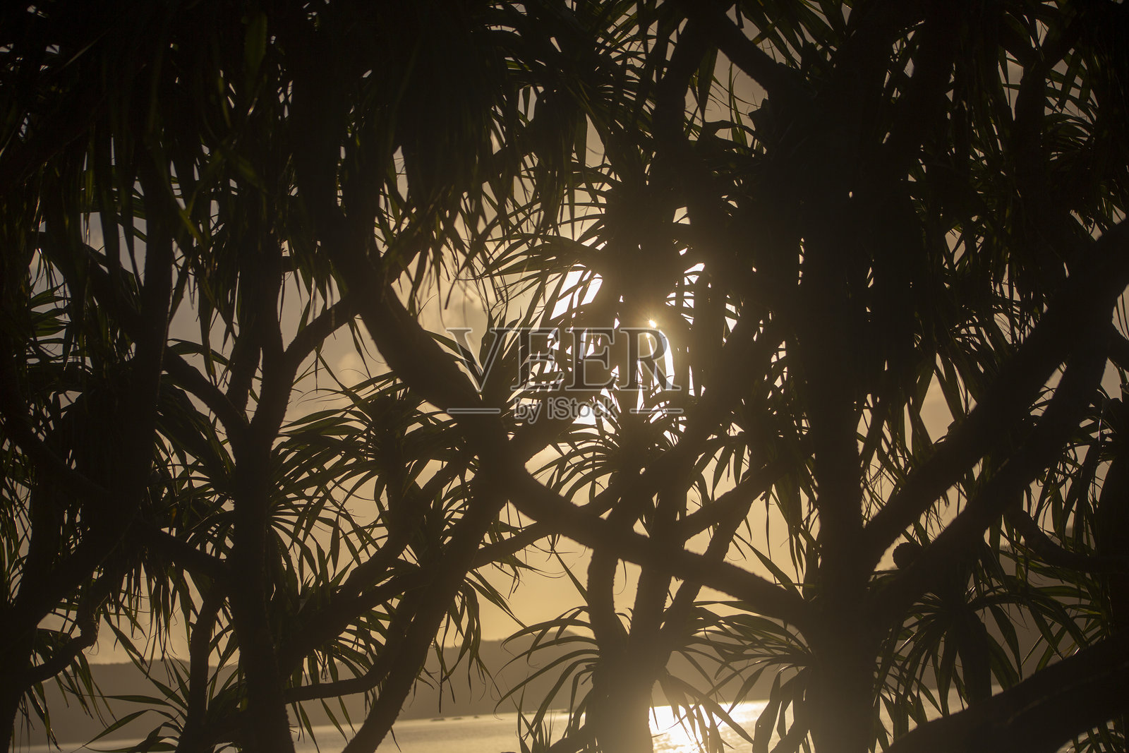 创意的奄美照片摄影图片