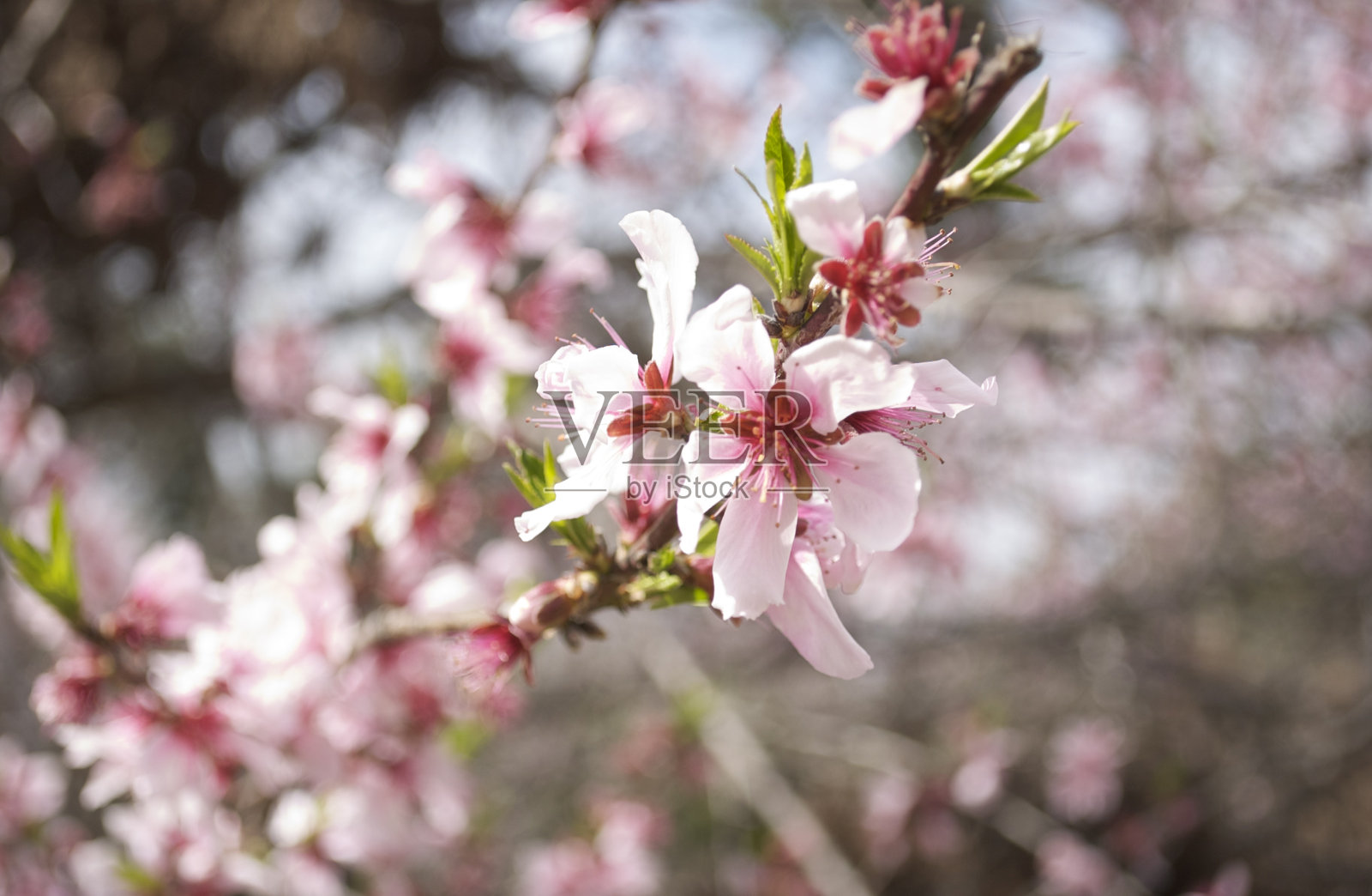 梅花照片摄影图片