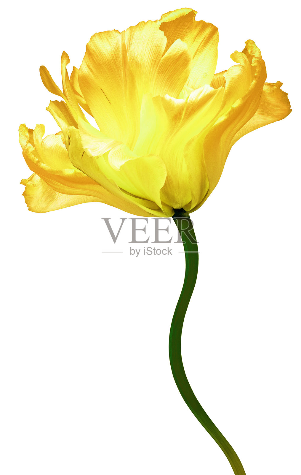 粉色郁金香花朵，白色背景，带有抠图。特写。用于设计。自然。照片摄影图片