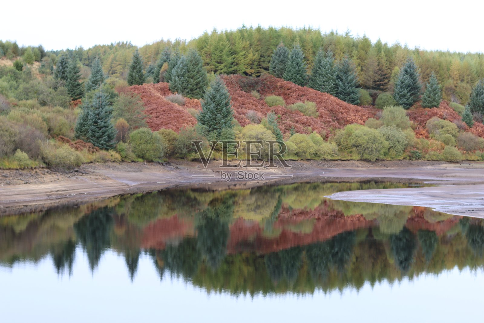 秋天湖中倒映的树木照片摄影图片