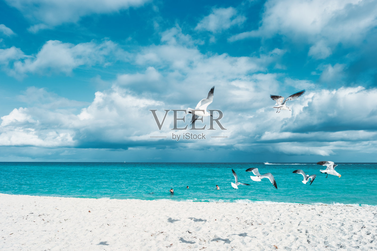 迈阿密海滩佛罗里达的海鸥照片摄影图片