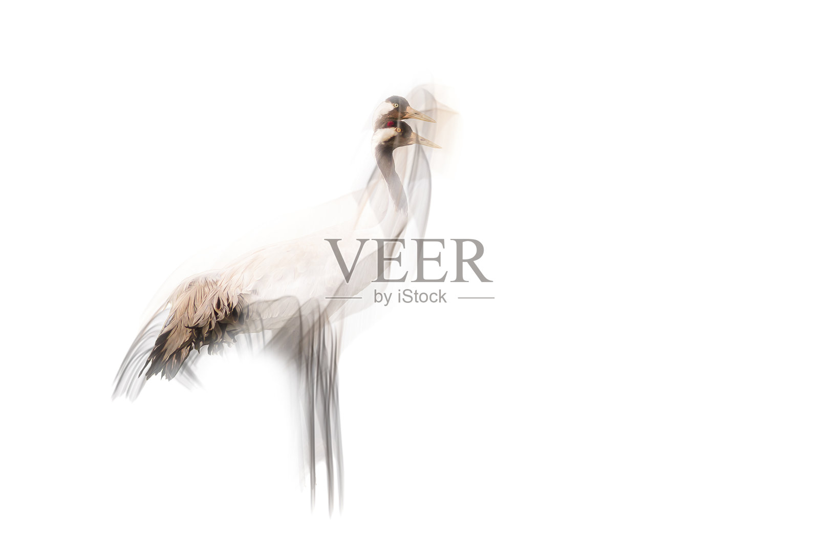 抽象自然。鹤。白色背景。照片摄影图片