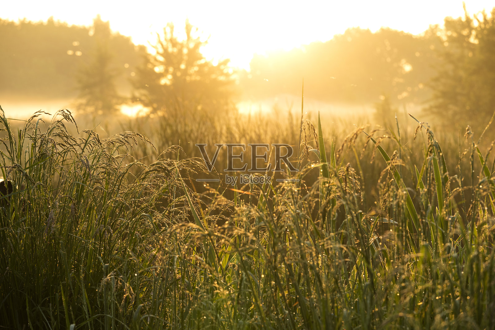 夏季美丽的雾霭日出映照在河面上，温暖的阳光洒在露珠覆盖的草地上。照片摄影图片