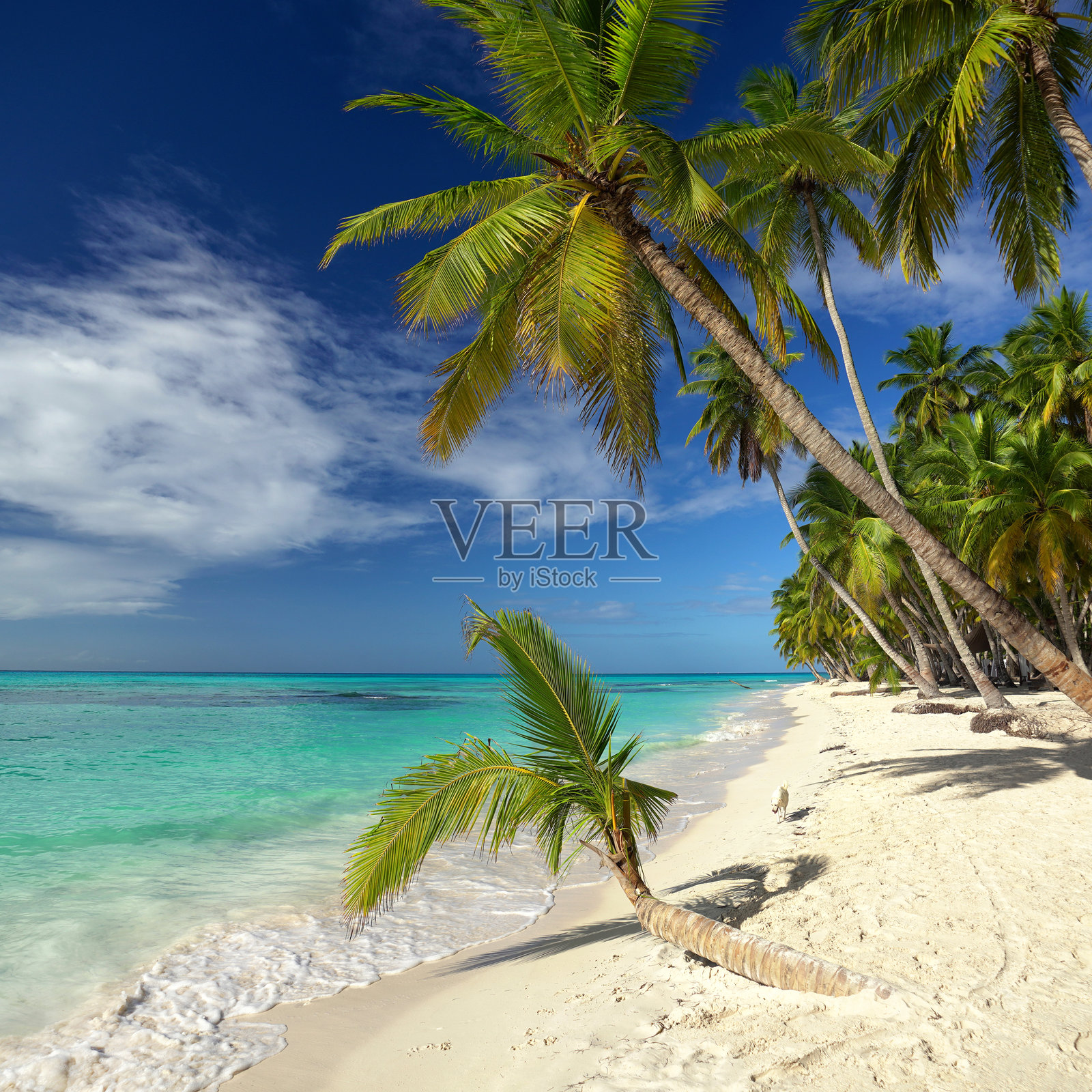 椰子棕榈树、白色沙滩和碧蓝海洋的海滩休闲活动照片摄影图片