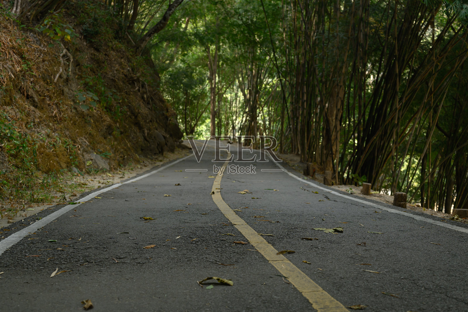 蜿蜒的风景道路穿过郁郁葱葱的森林，两侧是高耸的竹子和自然的绿意。照片摄影图片