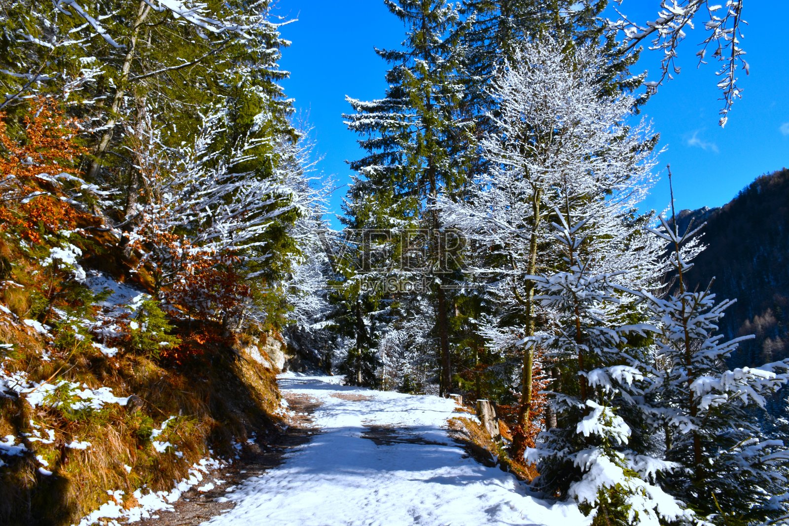 冬季被雪覆盖的森林道路，生长着落叶阔叶树和针叶树照片摄影图片