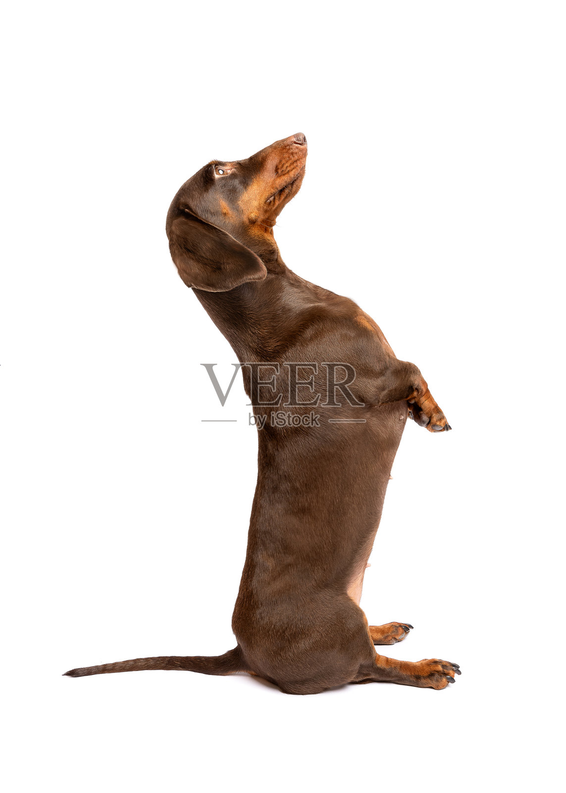 棕色香肠狗在乞求照片摄影图片