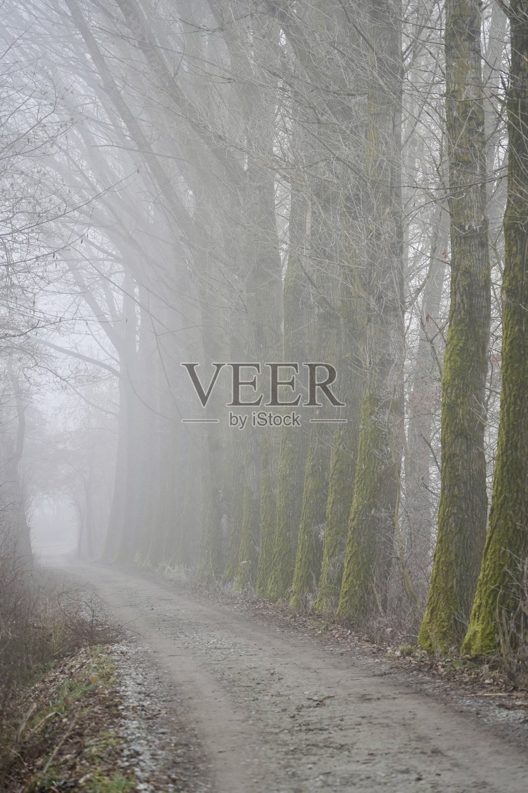 寒冷早晨的散步。村庄中雾蒙蒙的早晨步道。沿着可怕的小巷散步。照片摄影图片